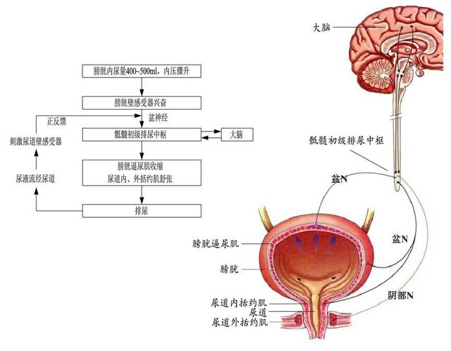 图30 排尿反射原理图