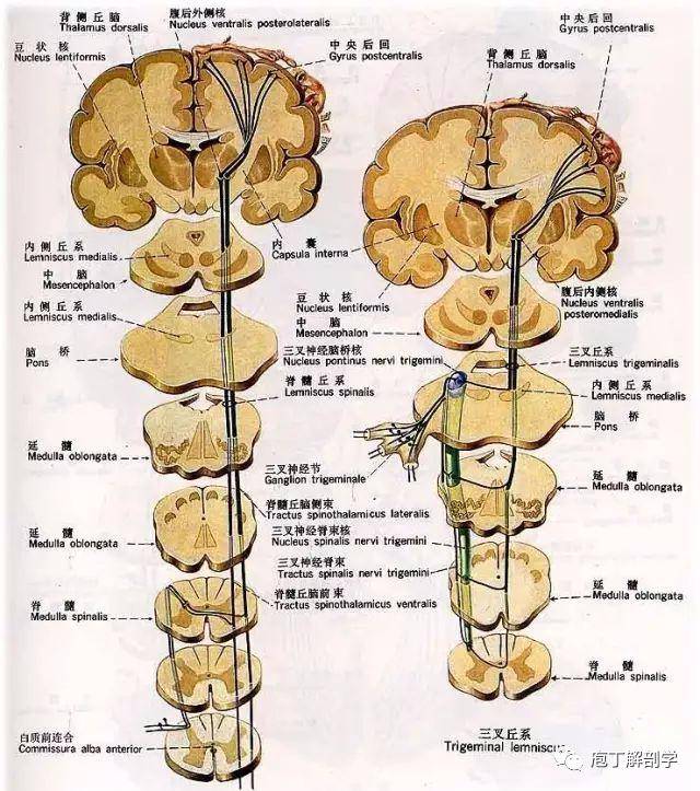 (2)  头面部浅感觉传导通路: 第1级神经元胞体位于三叉神经节内,为