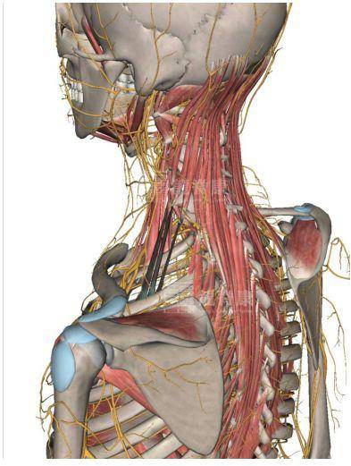 和c6的,是直接连接在上面的肌肉,主要是  斜角肌,肩胛提肌,头颈夹肌等