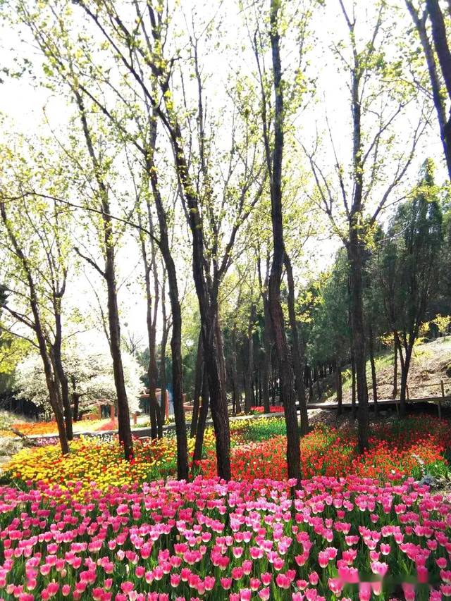 带你"云观赏"高山花园里的春意盎然,郁金花香