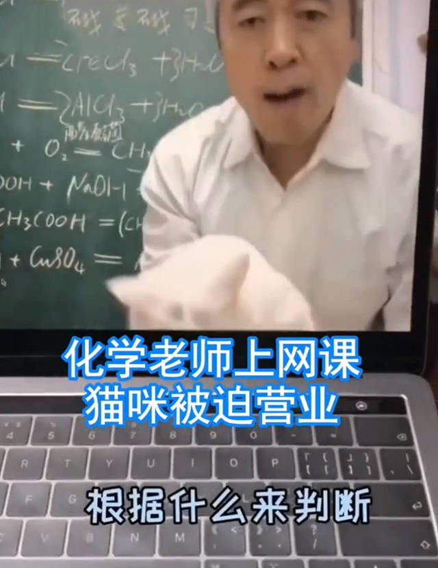 化学老师"抱猫"直播网课,孩子们听得聚精会神,猫:我真