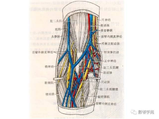 深层滑囊:肱桡肌滑囊,肱二头肌滑囊,桡侧腕短伸肌下滑囊,尺神经滑囊.