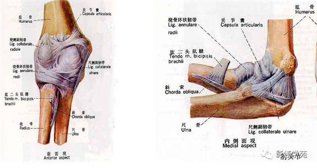 肘关节mri临床应用