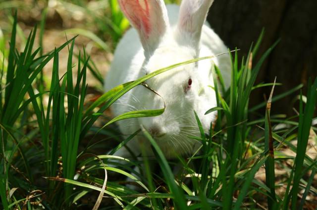 在草丛中,还有一只小白兔  正在吃草  嘴巴一动一动的,萌化了