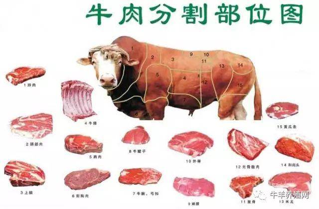 牛肉的分类 牛肉的分类为:脖肉,颈部肉,上腩,牛排,肩肉,前胸肉,牛