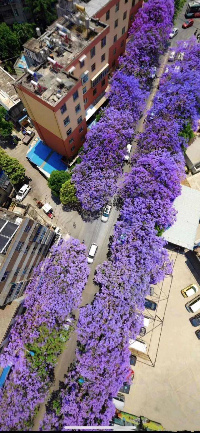 现已4月下旬,蓝花楹静悄悄的覆盖了整个城市,还时不时下一场蓝花雨