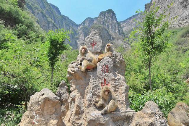 河南济源有一座中国猴山,风景优美,气候宜人,满山都是猕猴