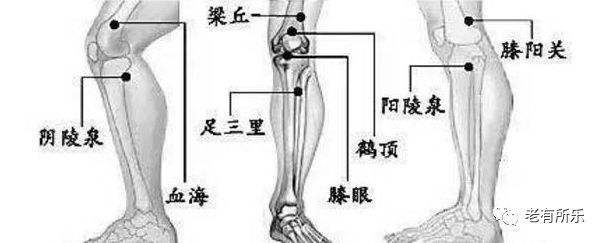 老张家骨筋痛贴:膝盖使用说明书之膝盖滑膜关节贴膏正品