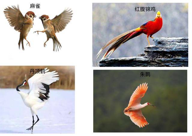 中国的国鸟应该是什么?丹顶鹤和朱鹮:我们都不配有姓名吗