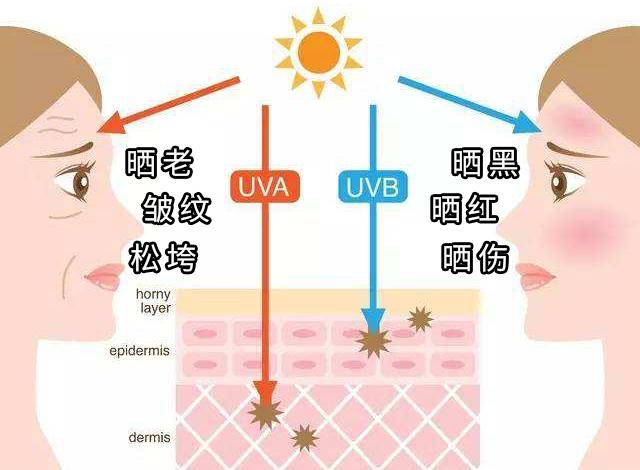 中波紫外线(uvb),皮肤经中波紫外线照射一定时间后会出现红斑.