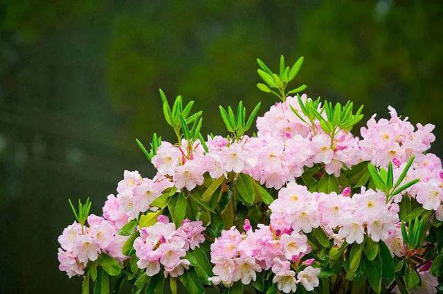 云锦杜鹃,是花种的佼佼者,也是中国特有的珍稀树种,它生长在终年雨雾