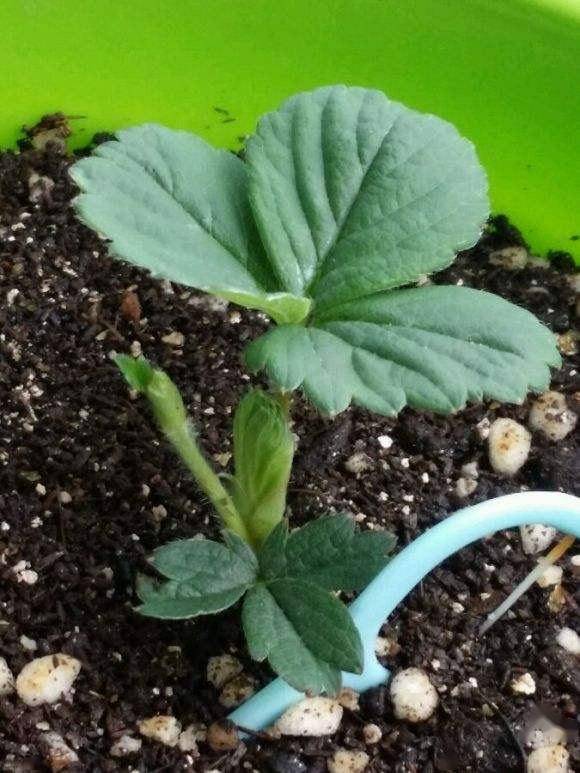 像藤蔓一些,这些匍匐茎上面也会发育出小的草莓苗,我们就给它生长的
