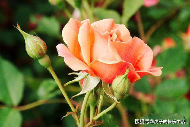 梦回花语，解读梦见花被人拔了的深层寓意与心理启示