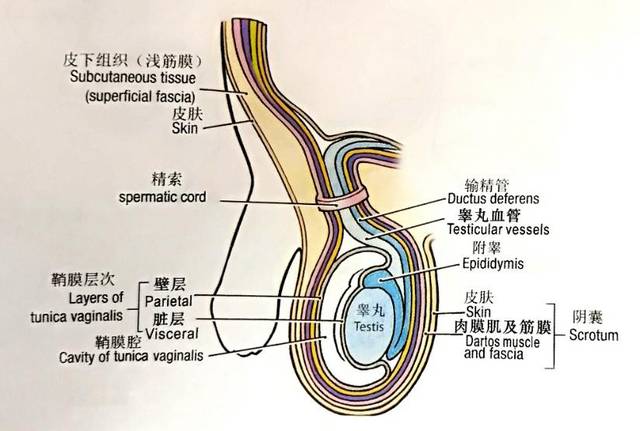 脉针密码 | 经络解剖初探(4)足厥阴肝经(下)