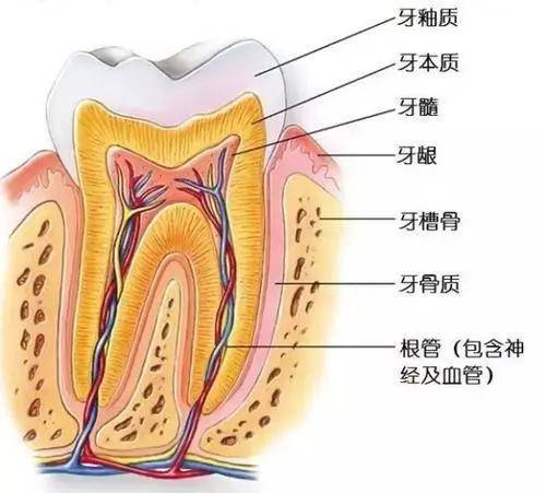 牙髓中有丰富的血管,神经和各种细胞,不仅能为我们的牙齿提供养分
