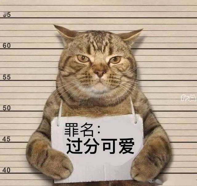 一只猫违反外出禁令被捕,还爪举牌子拍摄"罪犯照",表情亮了!