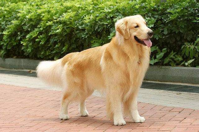 今日话题:你喜欢金毛犬吗,如果遇到流浪狗拦着你的路,你会怎么做呢?