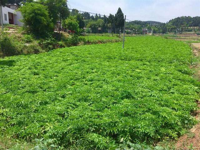 白芷高产种植技术要点,精细田间管理是关键,才能现高产稳产