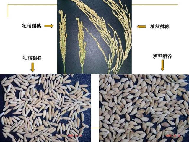 濒危物种月历亚洲栽培水稻的野生祖先种普通野稻