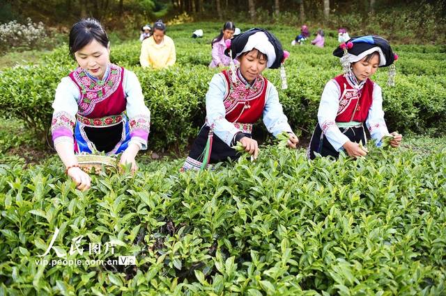 云南巍山:彝族茶农开采高山生态茶