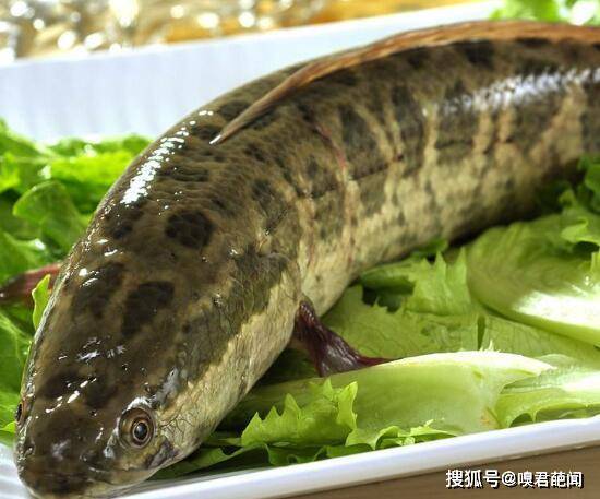 见食用鱼的种类大全,市场上常见食用鱼名字(黑鱼/鳙鱼最常见)