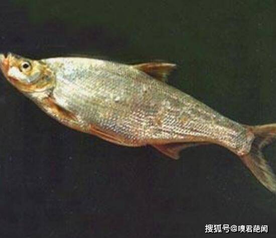 见食用鱼的种类大全,市场上常见食用鱼名字(黑鱼/鳙鱼