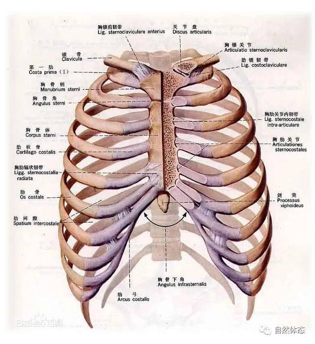 人的 胸廓是由12个胸椎,12对肋骨和肋软骨,1块胸骨以及关节和韧带装置