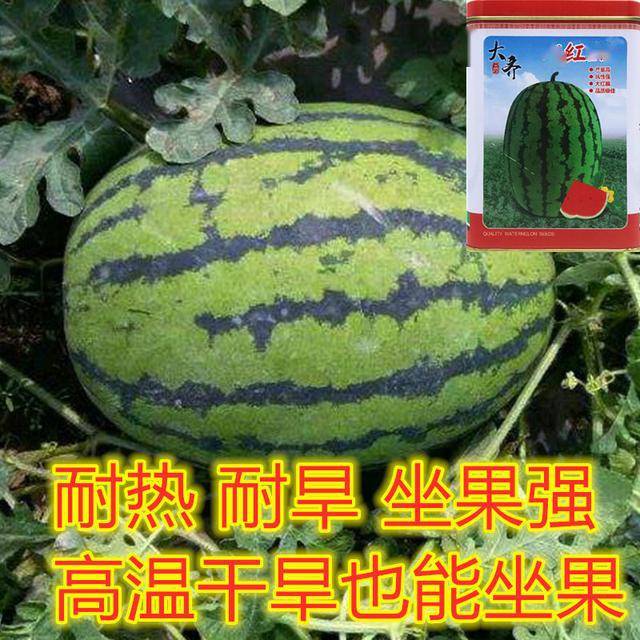 这个西瓜种,耐热耐旱性强,坐果强,产量高!尤其适合农户现在种