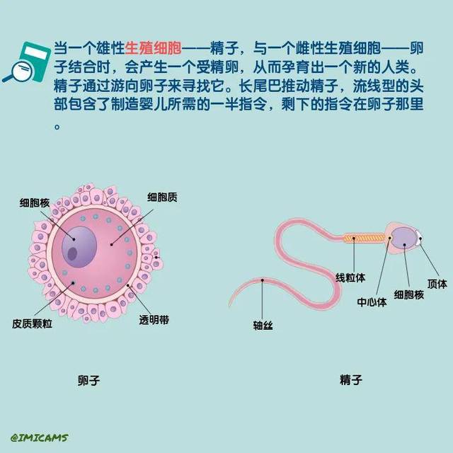 图说人体10人类繁衍的秘密生殖细胞