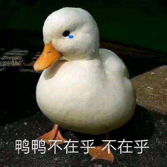 可爱的表情包合集|你知道错了没有?