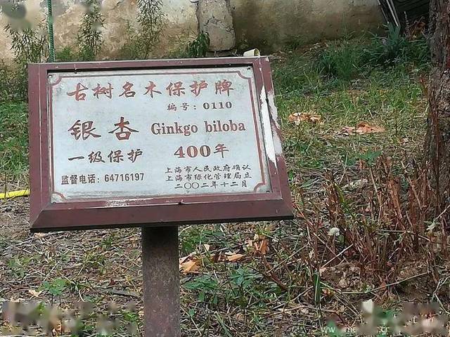 每逢初一,十五被"膜拜"?杨浦这棵400年古银杏树日子不好过