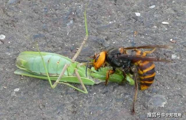 大虎头蜂猝不及防,被螳螂秒杀,吃得只剩残肢!