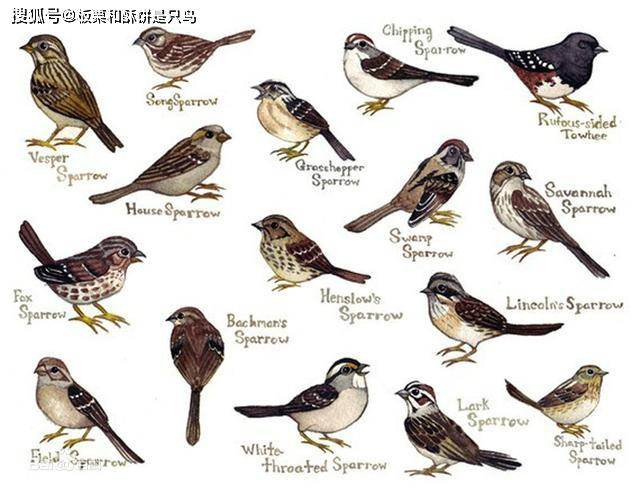 实际的麻雀,可是货真价实的鸟类中的庞大家族:它们有27种之多(另一