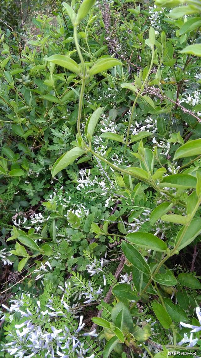 中药材蜜源植物-刺花