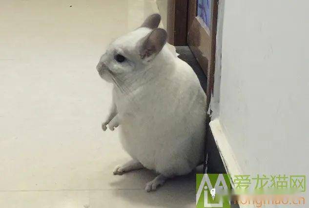 (科普)龙猫怀孕问题