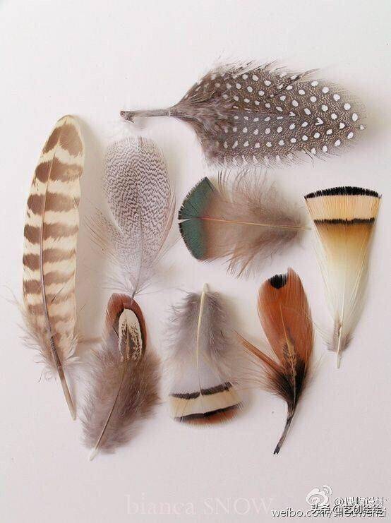各种鸟类的羽毛,色彩形状各不相同使用水彩绘制羽毛最重要的就是需要