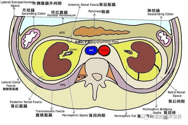 跟着ct/mri学超声:小视频—腹膜后间隙与肾周筋膜