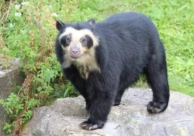 南美洲发现大熊猫近亲 中国大熊猫:我不要这么丑的亲戚