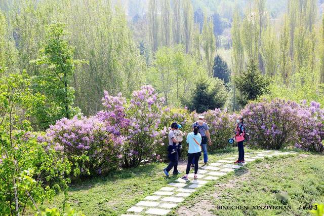 丁香公园有一个小山坡,满山都是丁香花,石板的小路曲曲弯弯,很美.