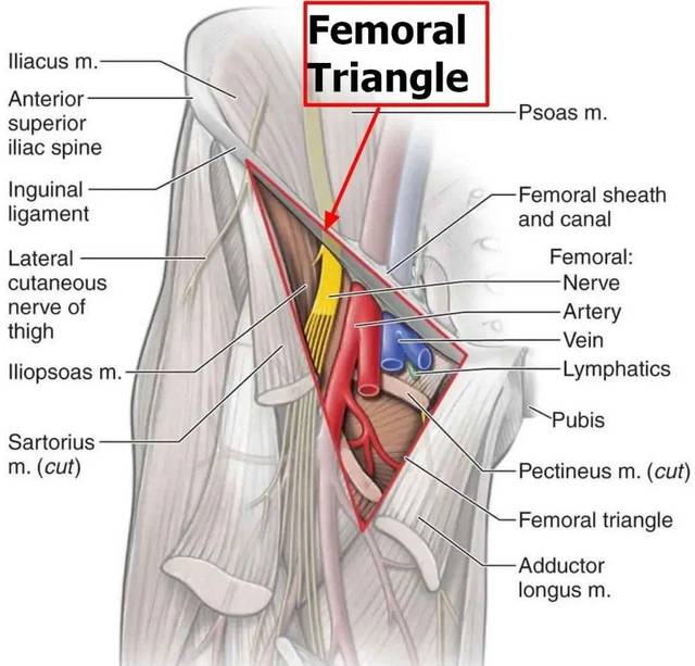 精致解剖 | 股三角
