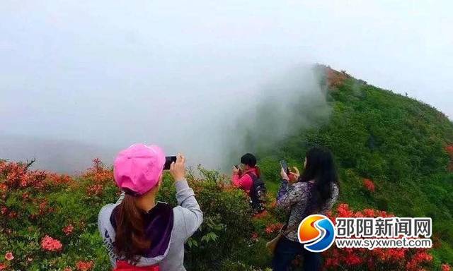 邵阳县河伯岭映山红花开正艳