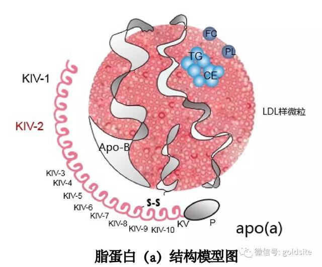 脂蛋白a,低密度脂蛋白,载脂蛋白a傻傻分不清?_手机搜狐网