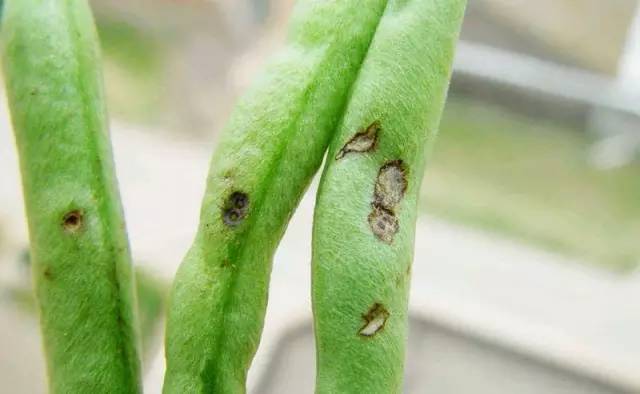 菜豆的一生要经历怎样的波折