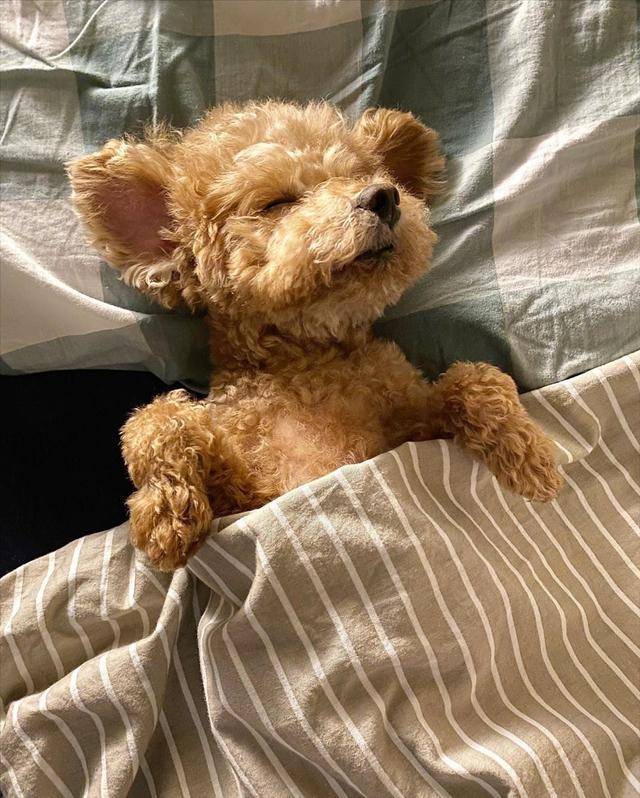 贵宾犬睡觉充电,睡姿可爱到犯规,网友惊呼:好像泰迪熊!_手机搜狐网