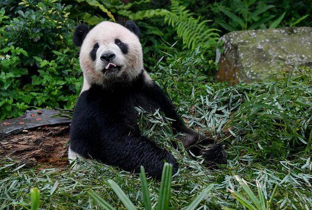 蚩尤的坐骑,有"食铁兽"之称,史前大熊猫真的这么强吗?