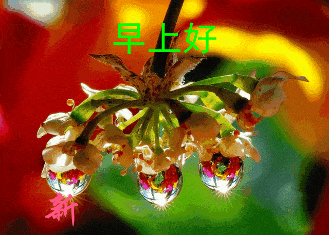 分享朋友圈早上好问候祝福语最新漂亮动态图 暖心的清晨好祝福语