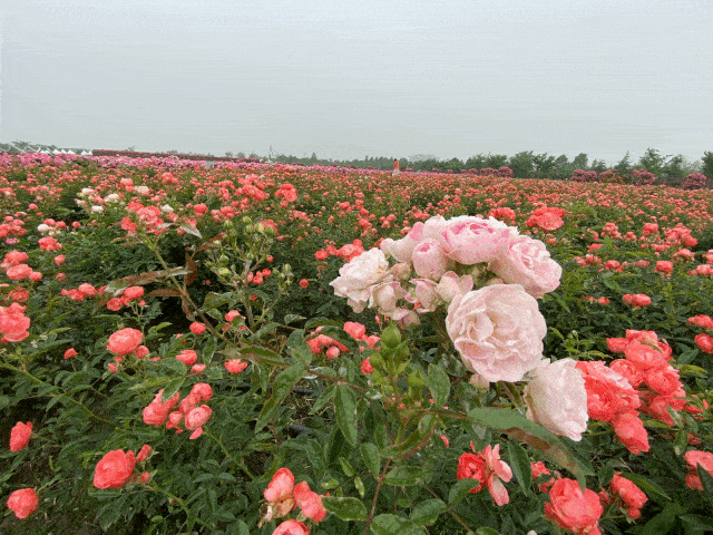 魔都这里藏着50000m薰衣草花海!限时29元,想去的赶紧!