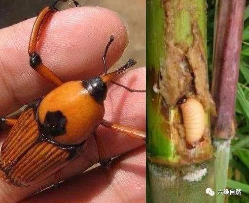 竹林中一种昆虫,由害虫变一虫难求的食物,幼虫成虫都是绝佳美食