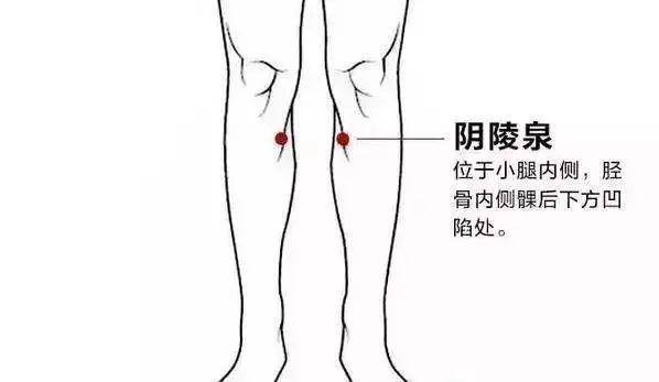 取穴 足三里,阴陵泉. 阴陵泉:小腿内侧,胫骨内侧髁下缘凹陷中.