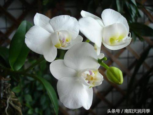 炎炎夏日养这样花卉***好(图2)